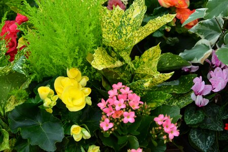 Green nature flower fat