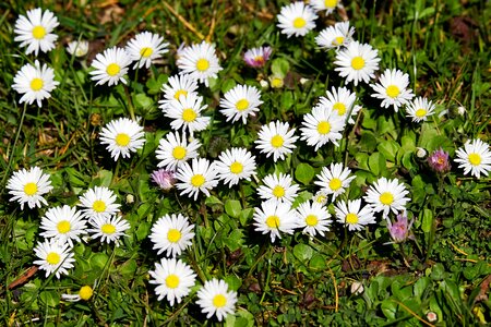 Bloom spring flowers