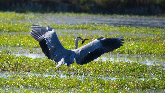 Heron fish pond photo