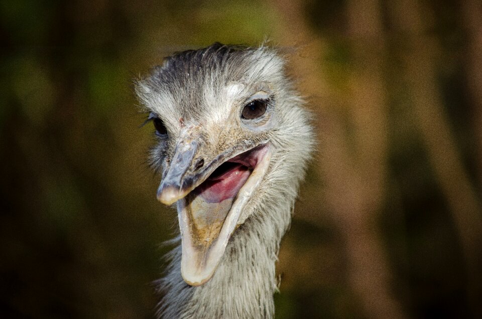 South america bird flightless bird