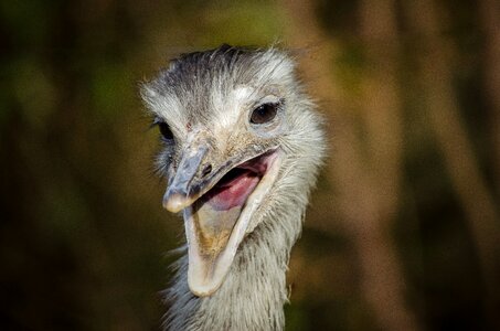 South america bird flightless bird photo