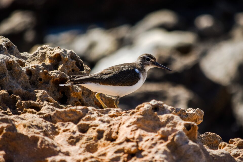 Migratory nature wild