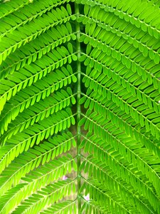 Green stem branches