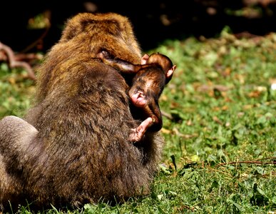 Barbary ape endangered species monkey mountain salem