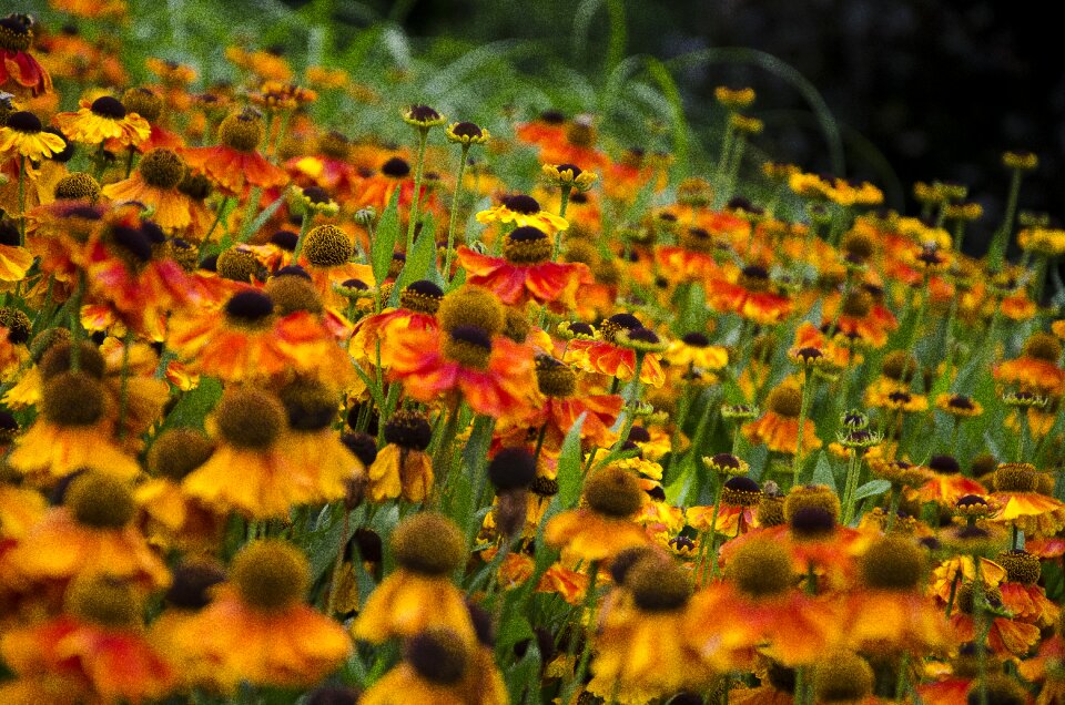 Nature summer natural
