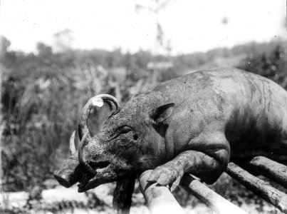Babi roesa (galt). Kabupaten Bolaang Mongondow, Menado, Sulawesi. Indonesien - SMVK - 1979D