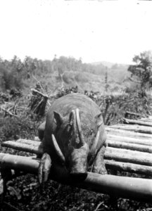 Babi roesa (galt). Sulawesi, Kabupaten Bolaang Mongondow, Menado. Indonesien - SMVK - 1980D