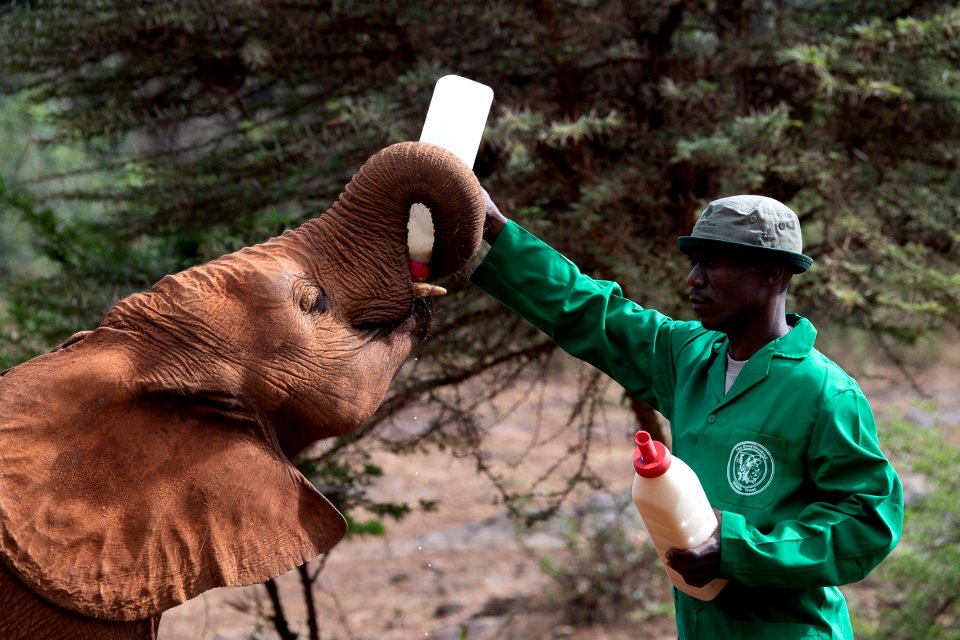 Baby elephant being fed at David Sheldrick Wildlife Trust