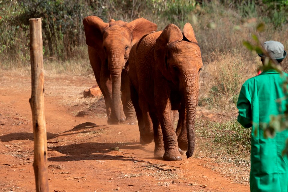 Baby elephants at David Sheldrick Wildlife Trust