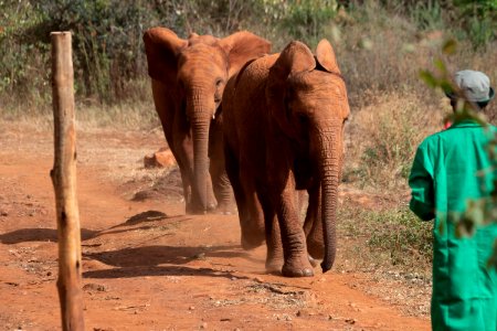 Baby elephants at David Sheldrick Wildlife Trust