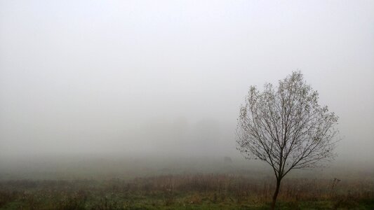 Fog autumn tree