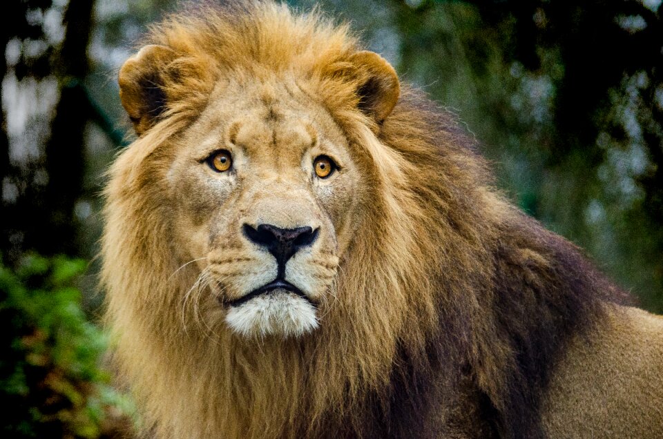 Imposing close up portrait