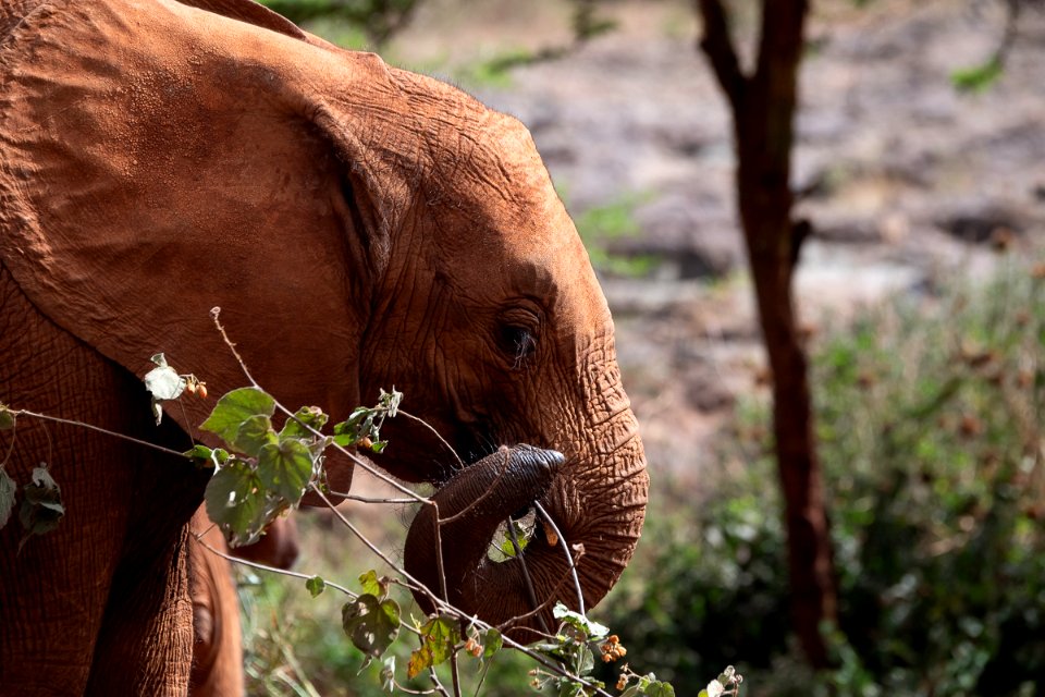 Baby elephants at David Sheldrick Wildlife Trust 2
