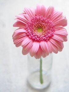 Petal floral summer