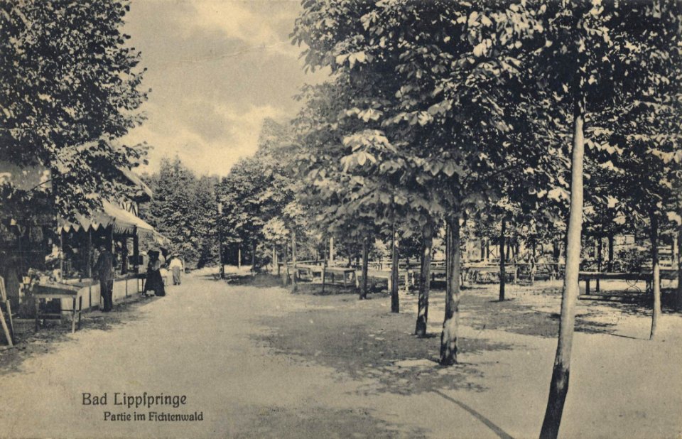 Bad Lippspringe, Nordrhein-Westfalen - Fichtenwald (Zeno Ansichtskarten)