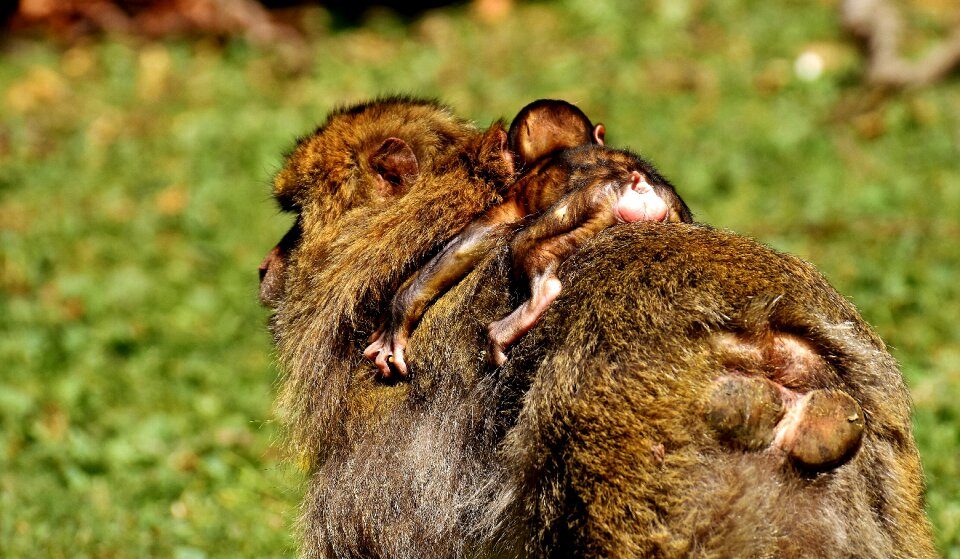 Endangered species monkey mountain salem animal