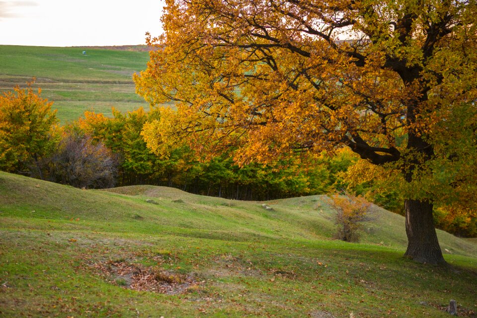 Trees vegetation colors