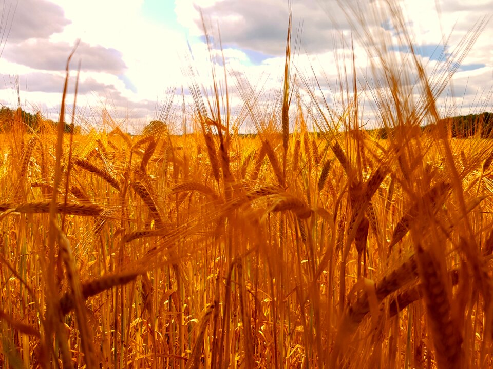 Summer wheat landscape