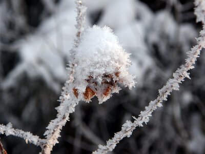 Snow nature frost photo