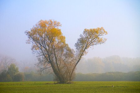Meadow rising fog mood