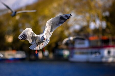 Bird puffin marine birds photo