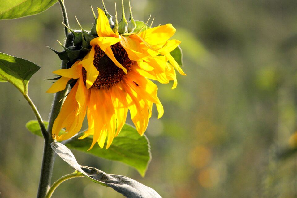 Helianthus yellow summer