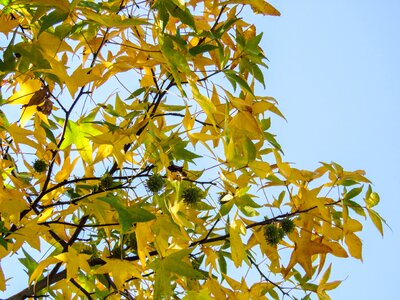 Leaves yellow green photo