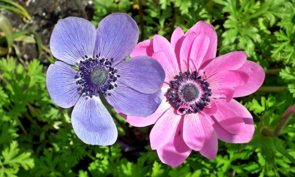 Nature color summer