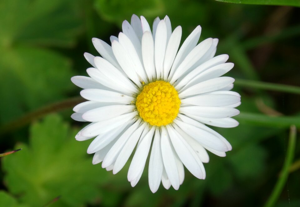 Flower spring daisy