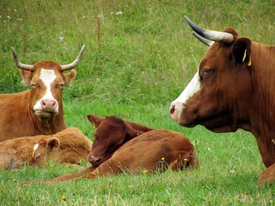 Agriculture grass cattle