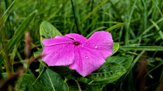 Dew water drops purple