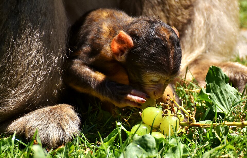 Curious barbary ape endangered species