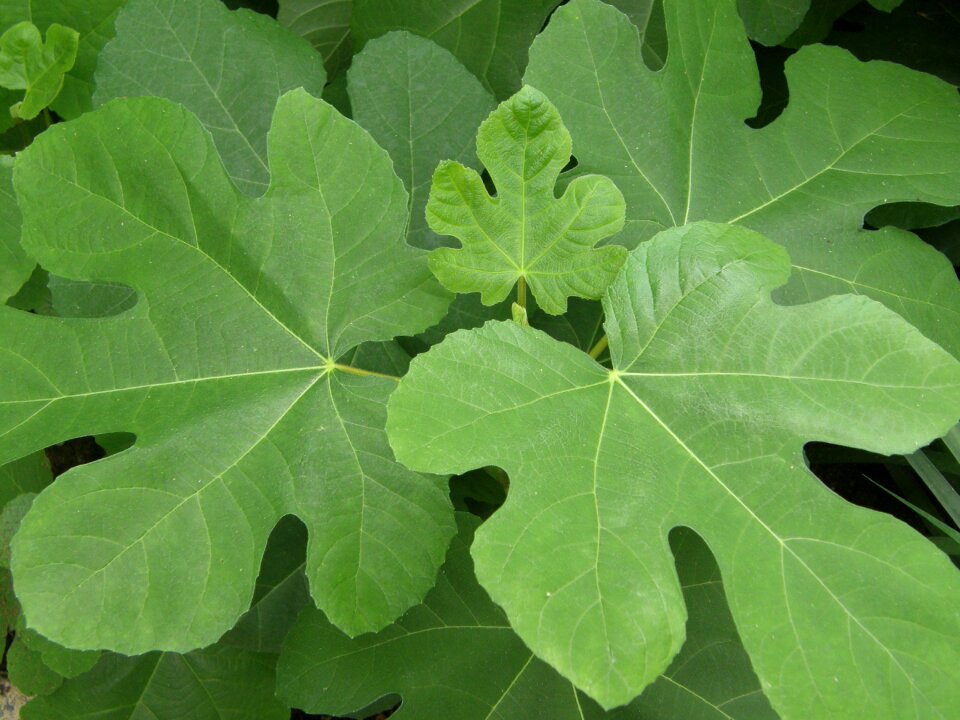 Green sheet nature