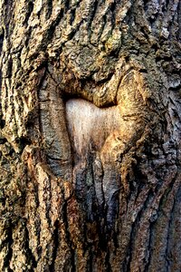 Bark scar scarred tree