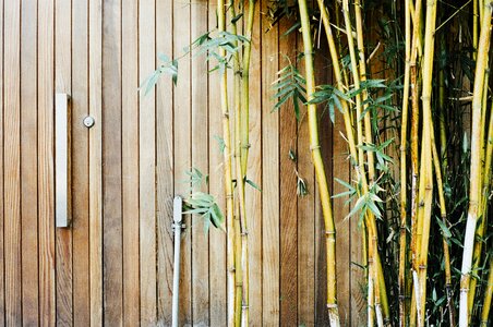 Gate lock branches