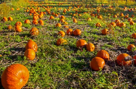 Vegetables autumn fruit