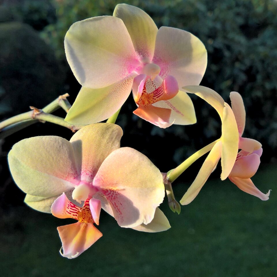 Flower panicle yellow flowers flowers approaches pink orange