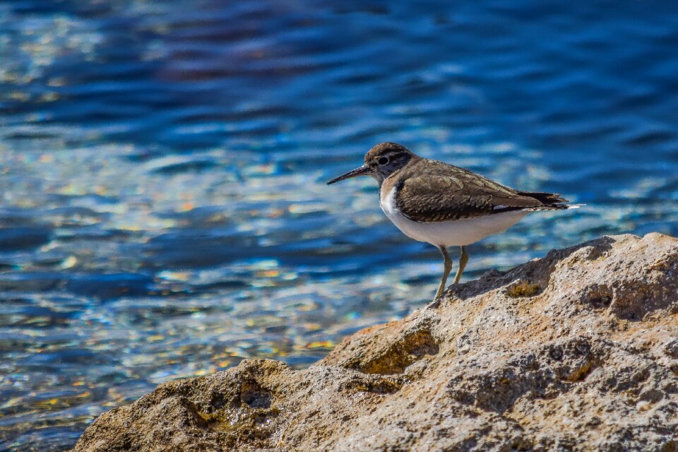 Migratory nature wild