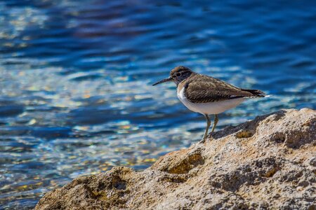 Migratory nature wild