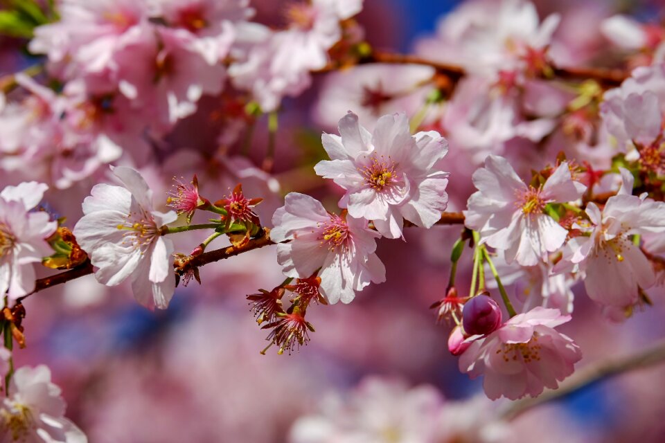 Japanese cherry blossom branches flowers photo