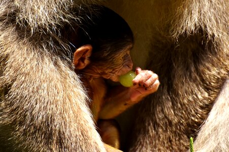 Curious barbary ape endangered species photo