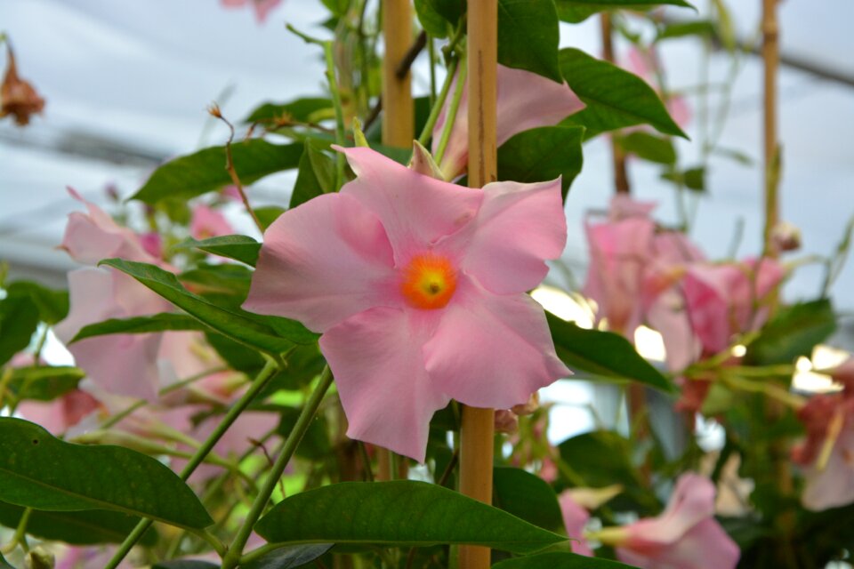 Nature scent flowering