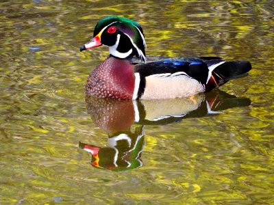 Wood Duck (40818863380)