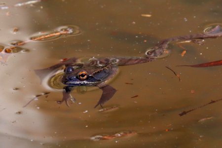 Wood frog, January 26 2021 -- Warren Bielenberg (50953955907)