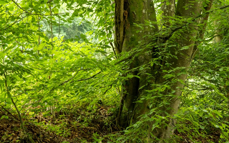 Woodland detail, Rhydymwyn area, N Wales, UK, 2021. (51341164293)