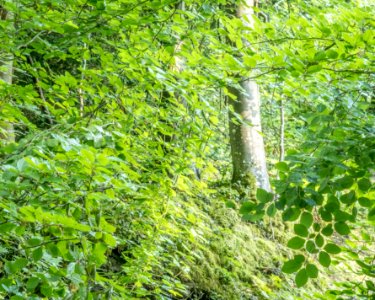 Woodland, Rhydymwyn area, N Wales, UK. (51317706250)