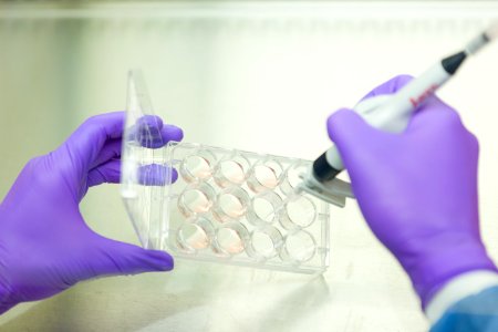 Working with induced pluripotent stem cells (46291373691)