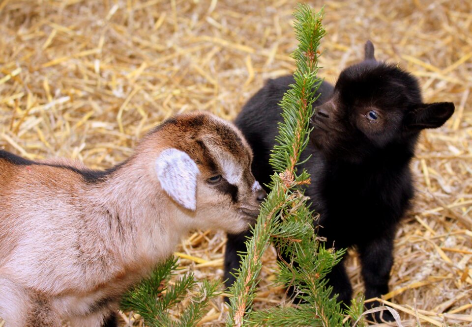 Mammals charming animals