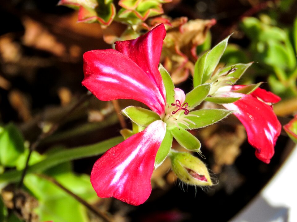 Flowers plants pot