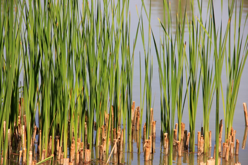 Reed water landscape